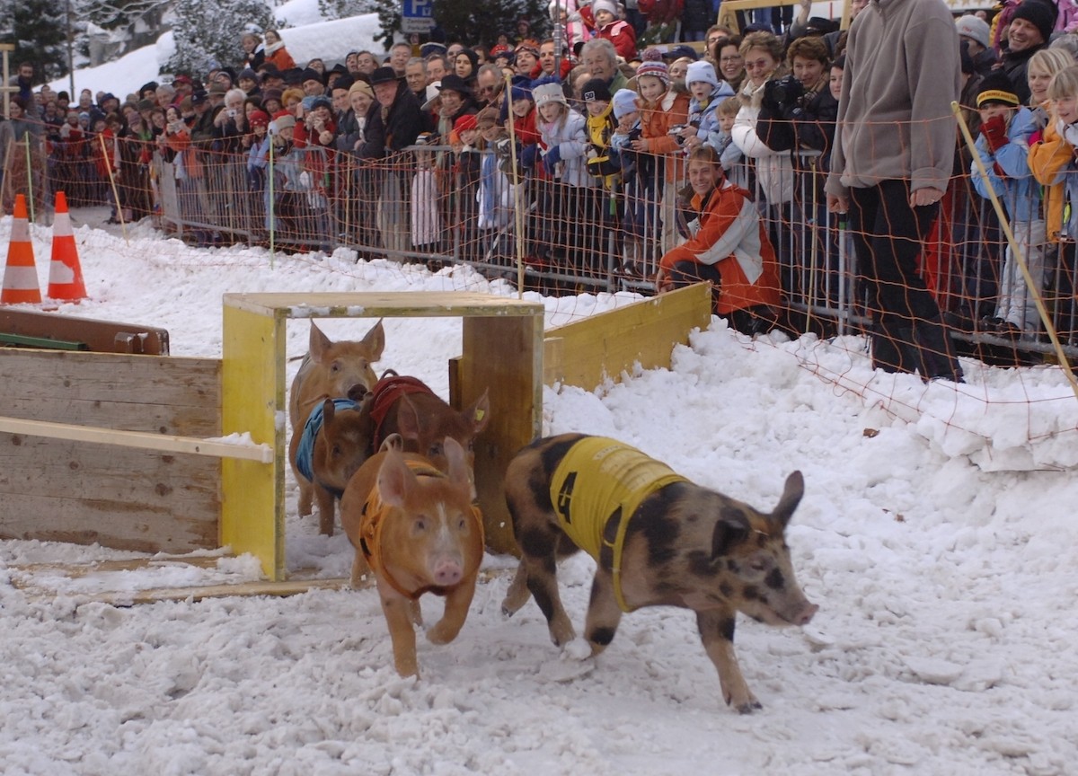 Klosters Pig Race