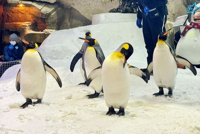 Ski Dubai: The penguin experience. Credit Ski Dubai/Facebook